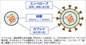 ウイルスの仕組み